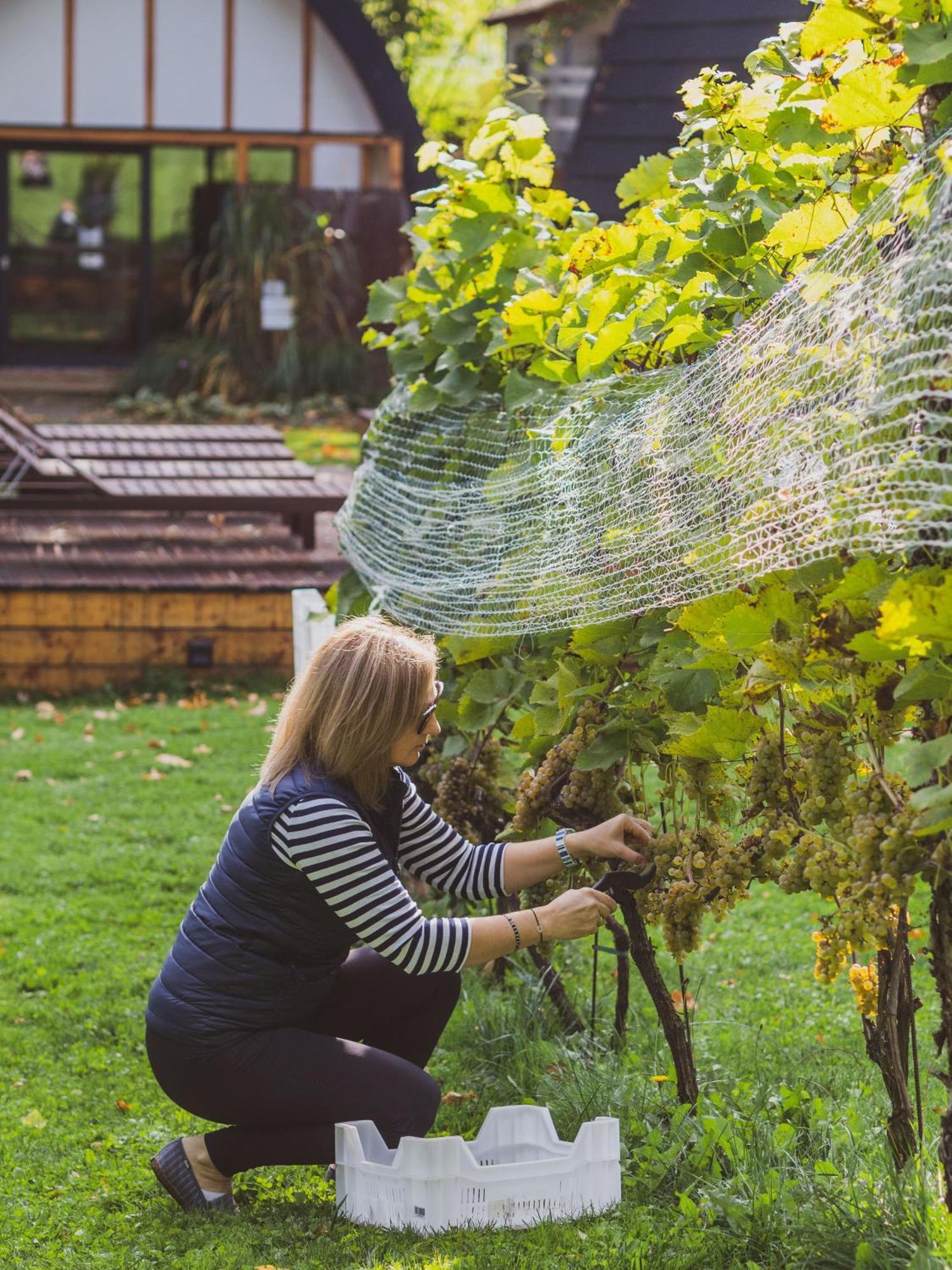 Sen I Wino, Domki Na Winnicy Ze Strefa Spa Zywiec Exterior photo